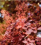 Roter Perückenstrauch 'Royal Purple' - Cotinus coggygria 'Royal Purple'