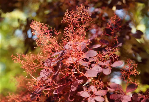 Roter Perückenstrauch 'Royal Purple' - Cotinus coggygria 'Royal Purple'