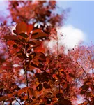 Roter Perückenstrauch 'Royal Purple' - Cotinus coggygria 'Royal Purple'