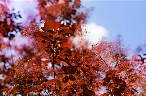 Roter Perückenstrauch 'Royal Purple' - Cotinus coggygria 'Royal Purple'