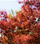 Roter Perückenstrauch 'Royal Purple' - Cotinus coggygria 'Royal Purple'