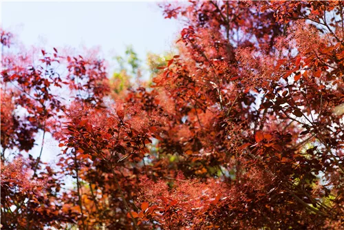 Roter Perückenstrauch 'Royal Purple' - Cotinus coggygria 'Royal Purple'