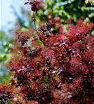 Roter Perückenstrauch 'Royal Purple' - Cotinus coggygria 'Royal Purple'