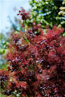 Roter Perückenstrauch 'Royal Purple' - Cotinus coggygria 'Royal Purple'