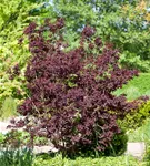 Roter Perückenstrauch 'Royal Purple' - Cotinus coggygria 'Royal Purple'