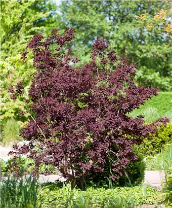 Roter Perückenstrauch 'Royal Purple' - Cotinus coggygria 'Royal Purple'