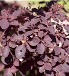 Roter Perückenstrauch 'Royal Purple' - Cotinus coggygria 'Royal Purple'