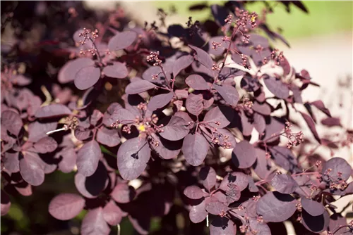 Roter Perückenstrauch 'Royal Purple' - Cotinus coggygria 'Royal Purple'