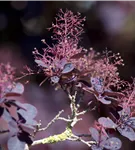 Roter Perückenstrauch 'Royal Purple' - Cotinus coggygria 'Royal Purple'