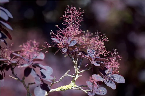 Roter Perückenstrauch 'Royal Purple' - Cotinus coggygria 'Royal Purple'