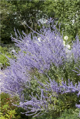 Kleine Blauraute 'Little Spire'® - Perovskia atriplicifolia 'Little Spire'