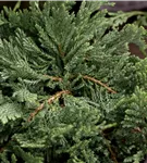 Teppichwacholder 'Blue Chip' - Juniperus horizontalis 'Blue Chip'