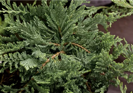 Juniperus horizontalis 'Blue Chip' - Teppichwacholder 'Blue Chip'