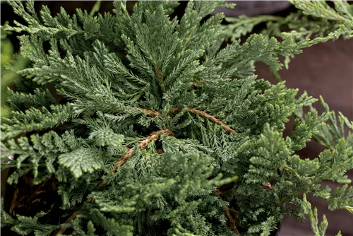 Teppichwacholder 'Blue Chip' - Juniperus horizontalis 'Blue Chip'