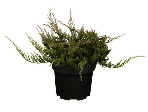 Teppichwacholder 'Blue Chip' - Juniperus horizontalis 'Blue Chip'