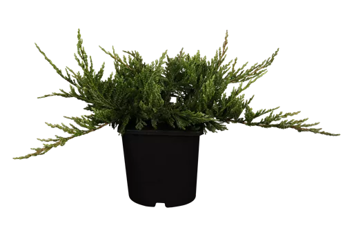 Teppichwacholder 'Blue Chip' - Juniperus horizontalis 'Blue Chip'