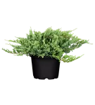 Teppichwacholder 'Blue Chip' - Juniperus horizontalis 'Blue Chip'