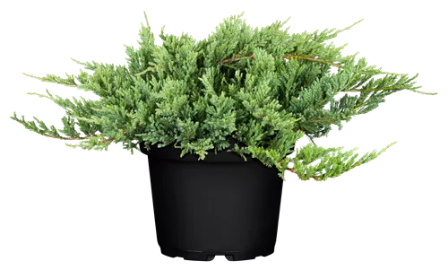 Teppichwacholder 'Blue Chip' - Juniperus horizontalis 'Blue Chip'