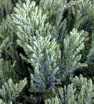 Teppichwacholder 'Blue Chip' - Juniperus horizontalis 'Blue Chip'