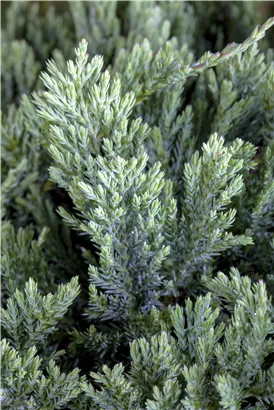 Teppichwacholder 'Blue Chip' - Juniperus horizontalis 'Blue Chip'