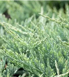 Teppichwacholder 'Blue Chip' - Juniperus horizontalis 'Blue Chip'