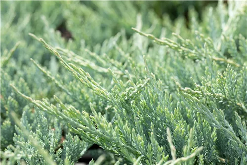 Teppichwacholder 'Blue Chip' - Juniperus horizontalis 'Blue Chip'