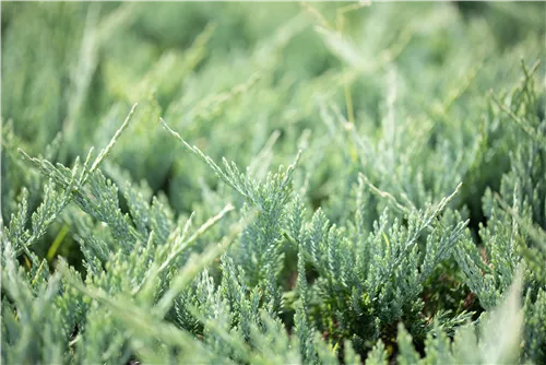 Teppichwacholder 'Blue Chip' - Juniperus horizontalis 'Blue Chip'