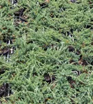 Teppichwacholder 'Blue Chip' - Juniperus horizontalis 'Blue Chip'