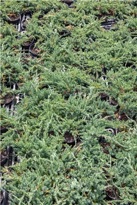 Teppichwacholder 'Blue Chip' - Juniperus horizontalis 'Blue Chip'