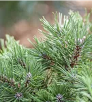 Hakenkiefer - Pinus mugo uncinata