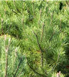 Hakenkiefer - Pinus mugo uncinata