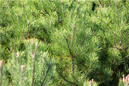 Hakenkiefer - Pinus mugo uncinata