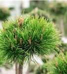 Hakenkiefer - Pinus mugo uncinata