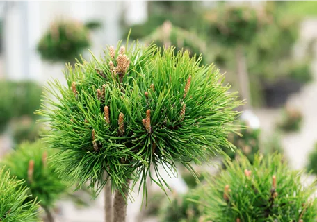 Pinus mugo uncinata - Hakenkiefer