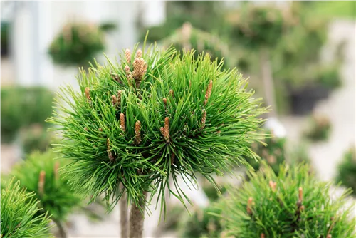 Hakenkiefer - Pinus mugo uncinata