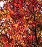 Amberbaum 'Worplesdon' - Liquidambar styraciflua 'Worplesdon' - Ziergehölze