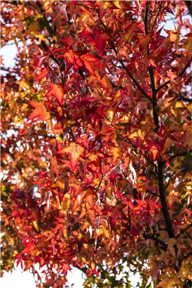 Amberbaum 'Worplesdon' - Liquidambar styraciflua 'Worplesdon' - Ziergehölze