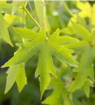 Amberbaum 'Worplesdon' - Liquidambar styraciflua 'Worplesdon' - Ziergehölze