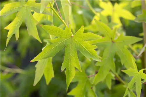 Amberbaum 'Worplesdon' - Liquidambar styraciflua 'Worplesdon' - Ziergehölze