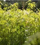 Amberbaum 'Worplesdon' - Liquidambar styraciflua 'Worplesdon' - Ziergehölze