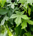 Amberbaum 'Worplesdon' - Liquidambar styraciflua 'Worplesdon' - Ziergehölze