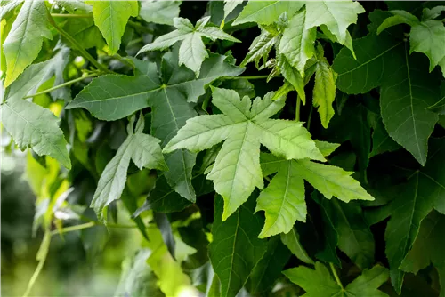 Amberbaum 'Worplesdon' - Liquidambar styraciflua 'Worplesdon' - Ziergehölze