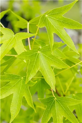 Amberbaum 'Worplesdon' - Liquidambar styraciflua 'Worplesdon' - Ziergehölze