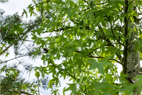 Amberbaum 'Worplesdon' - Liquidambar styraciflua 'Worplesdon' - Ziergehölze