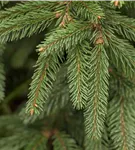 Trauer-Hängefichte 'Inversa' - Picea abies 'Inversa'