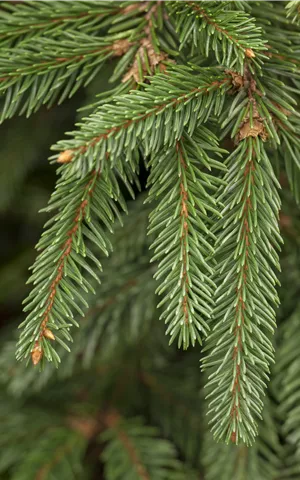 Picea abies 'Inversa'