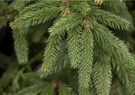 Picea abies 'Inversa' - Trauer-Hängefichte 'Inversa'