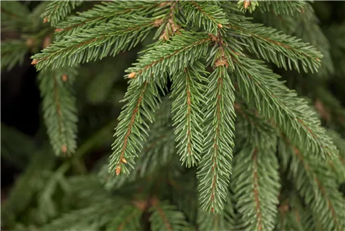 Trauer-Hängefichte 'Inversa' - Picea abies 'Inversa'