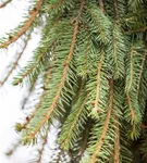 Trauer-Hängefichte 'Inversa' - Picea abies 'Inversa'