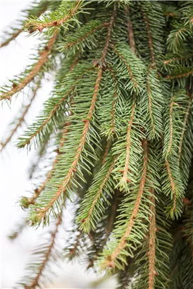 Trauer-Hängefichte 'Inversa' - Picea abies 'Inversa'